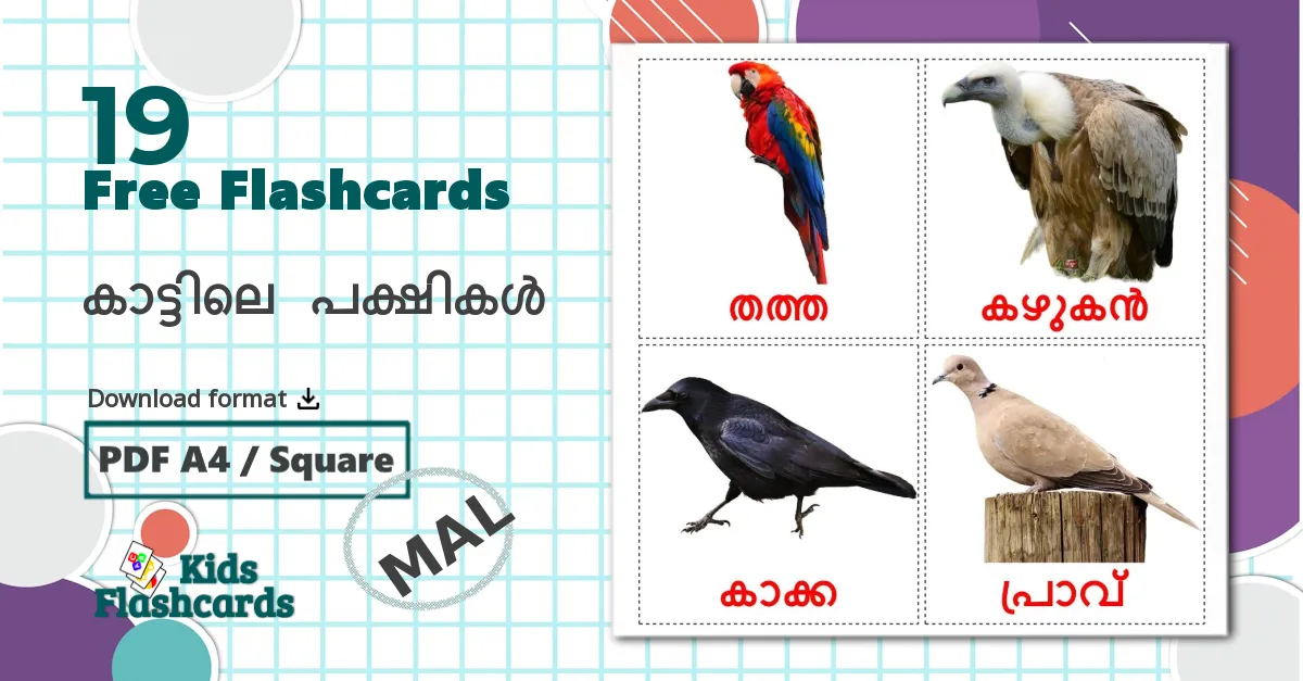 19 കാട്ടിലെ പക്ഷികൾ  flashcards