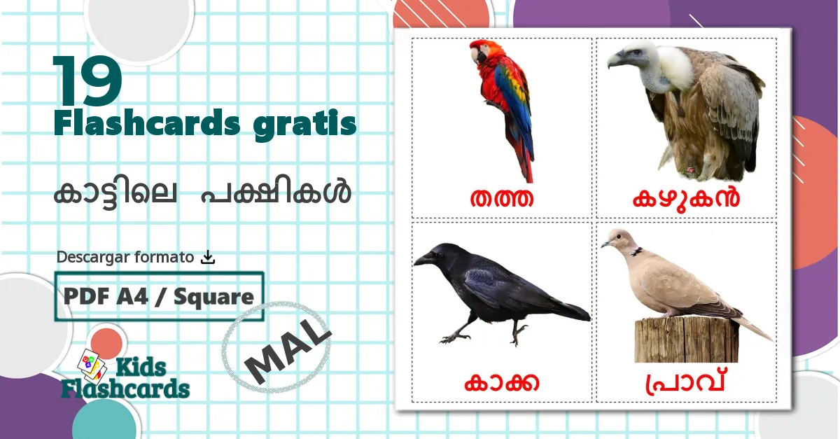 19 tarjetas didacticas de കാട്ടിലെ പക്ഷികൾ