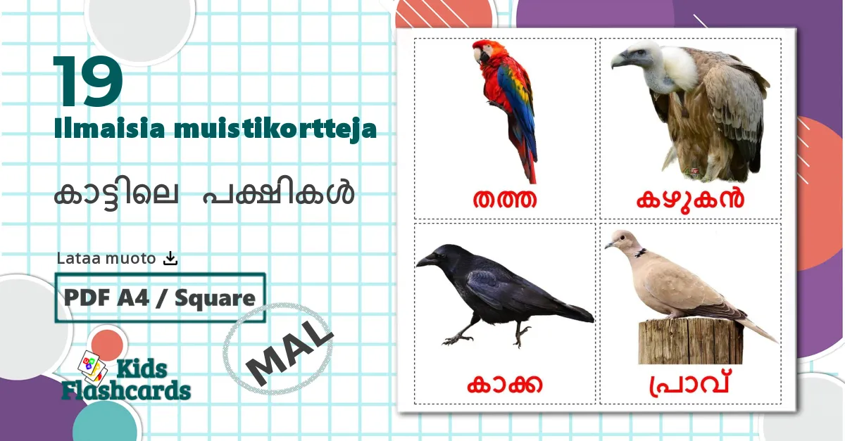 19 കാട്ടിലെ പക്ഷികൾ  lasten kuvakortit