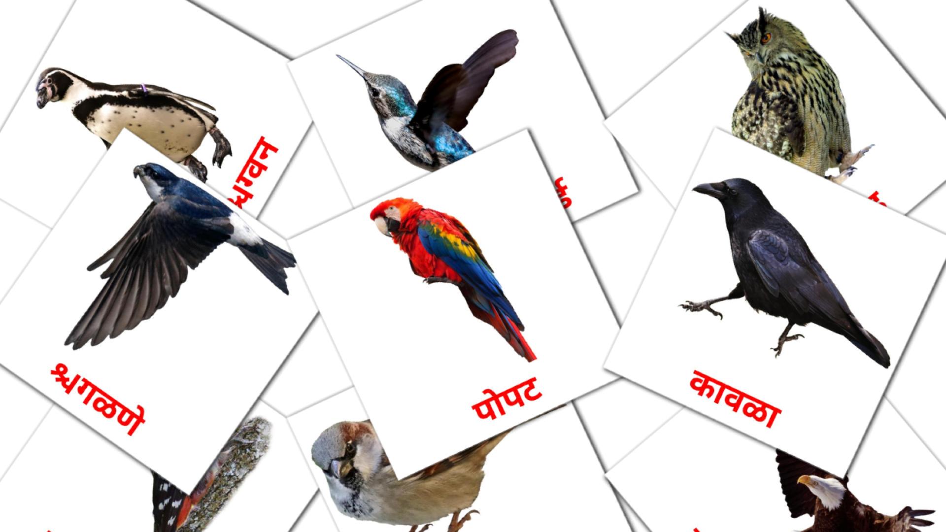 18 flashcards di जंगली पक्षी