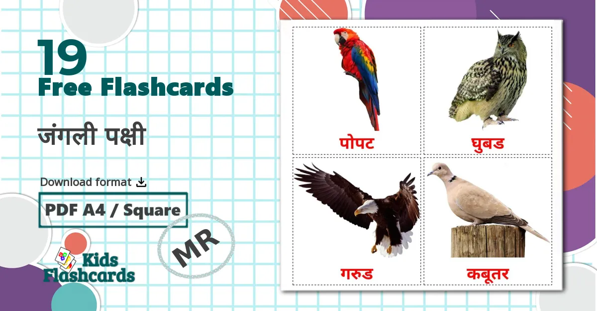 19 जंगली पक्षी flashcards