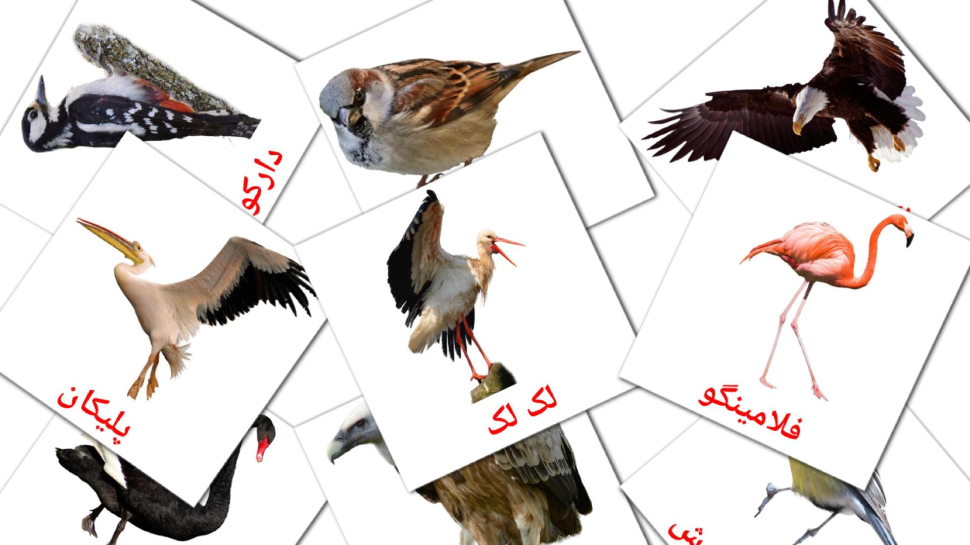 18 پرندگان وحشی flashcards