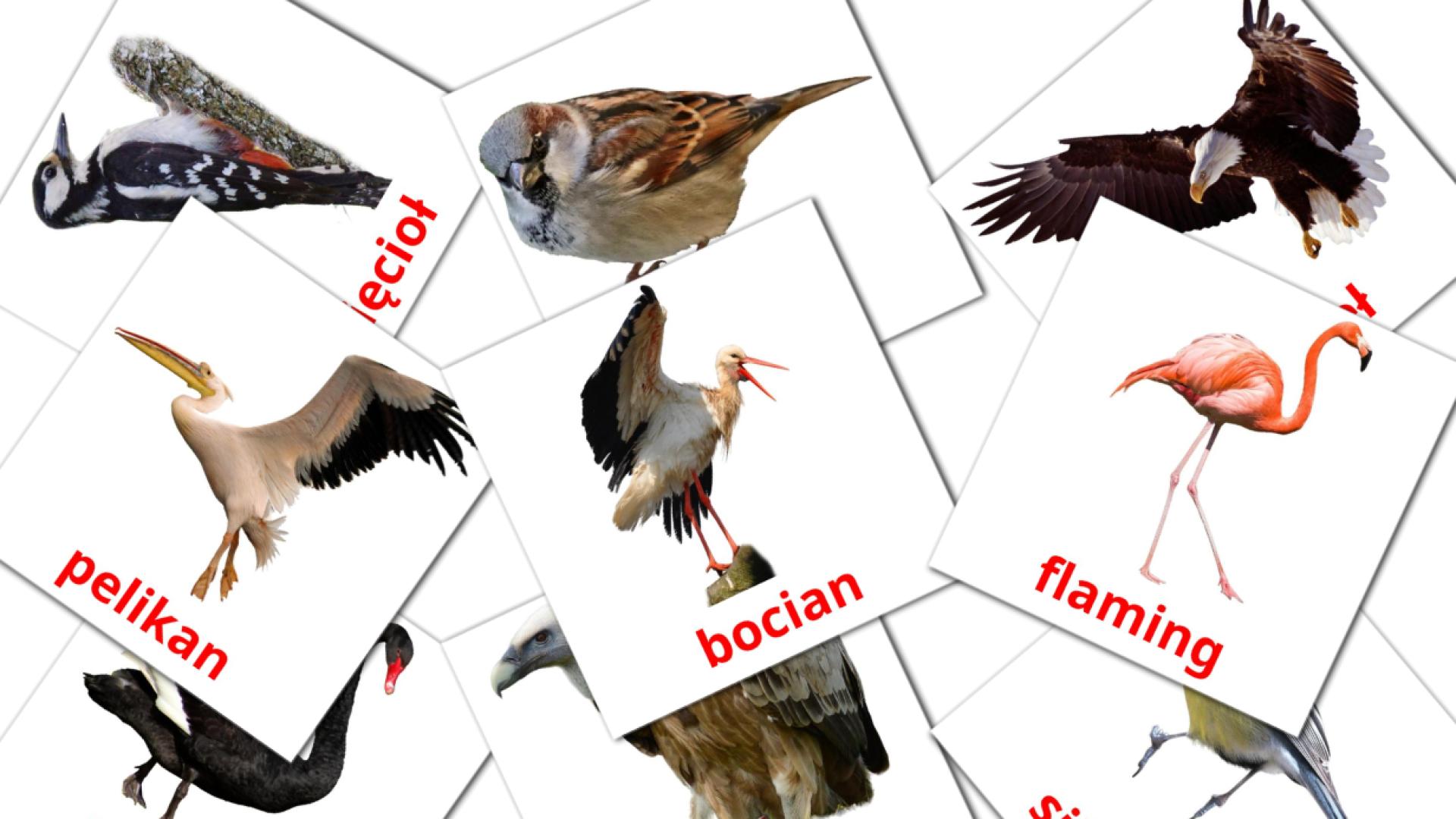 tarjetas didacticas de Dzikie ptaki 