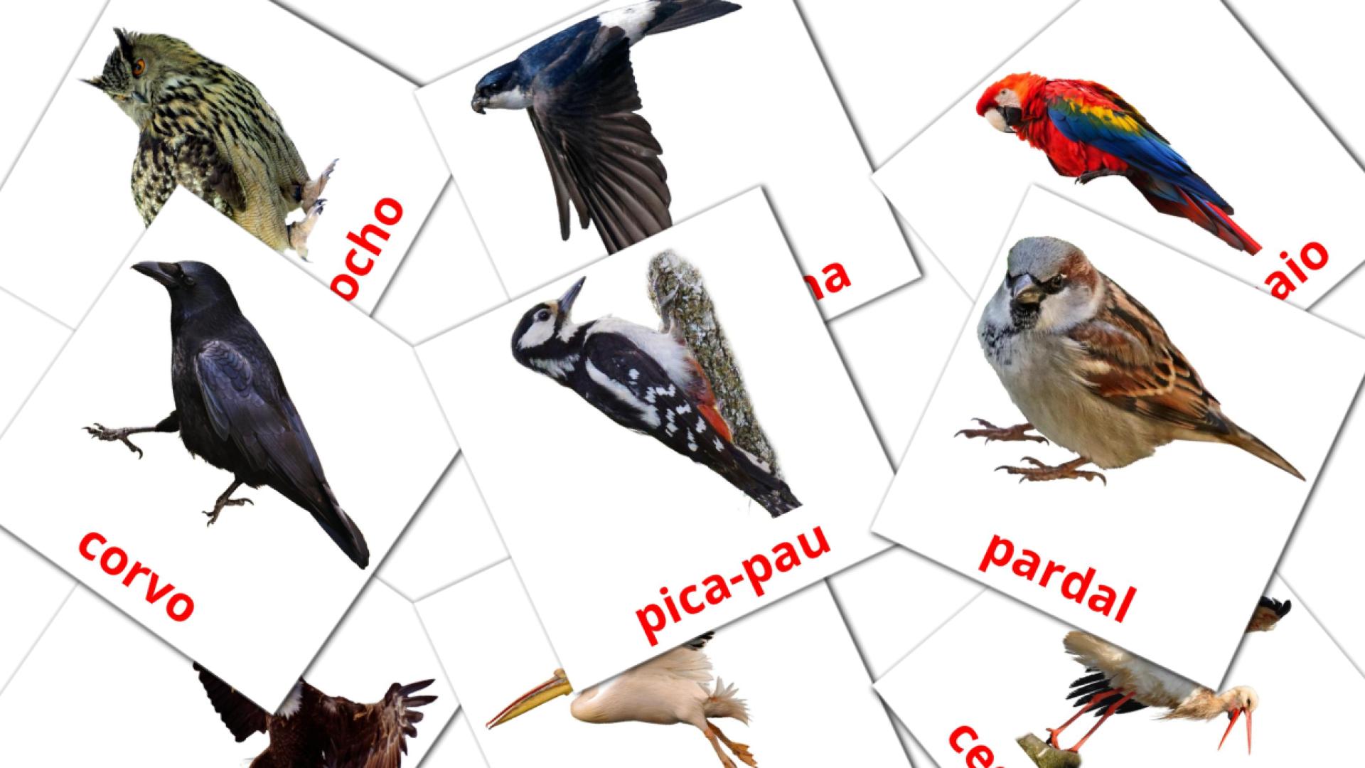 Pássaros selvagens flashcards