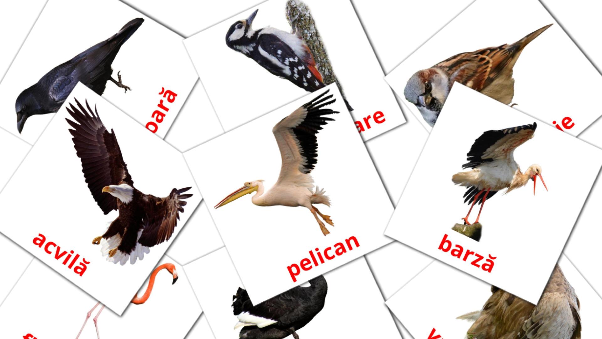 flashcards di Păsări sălbatice 