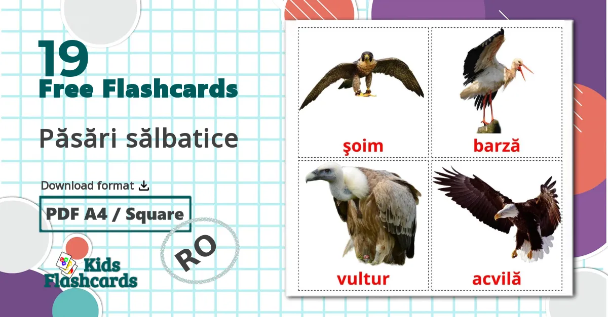 19 Păsări sălbatice  flashcards