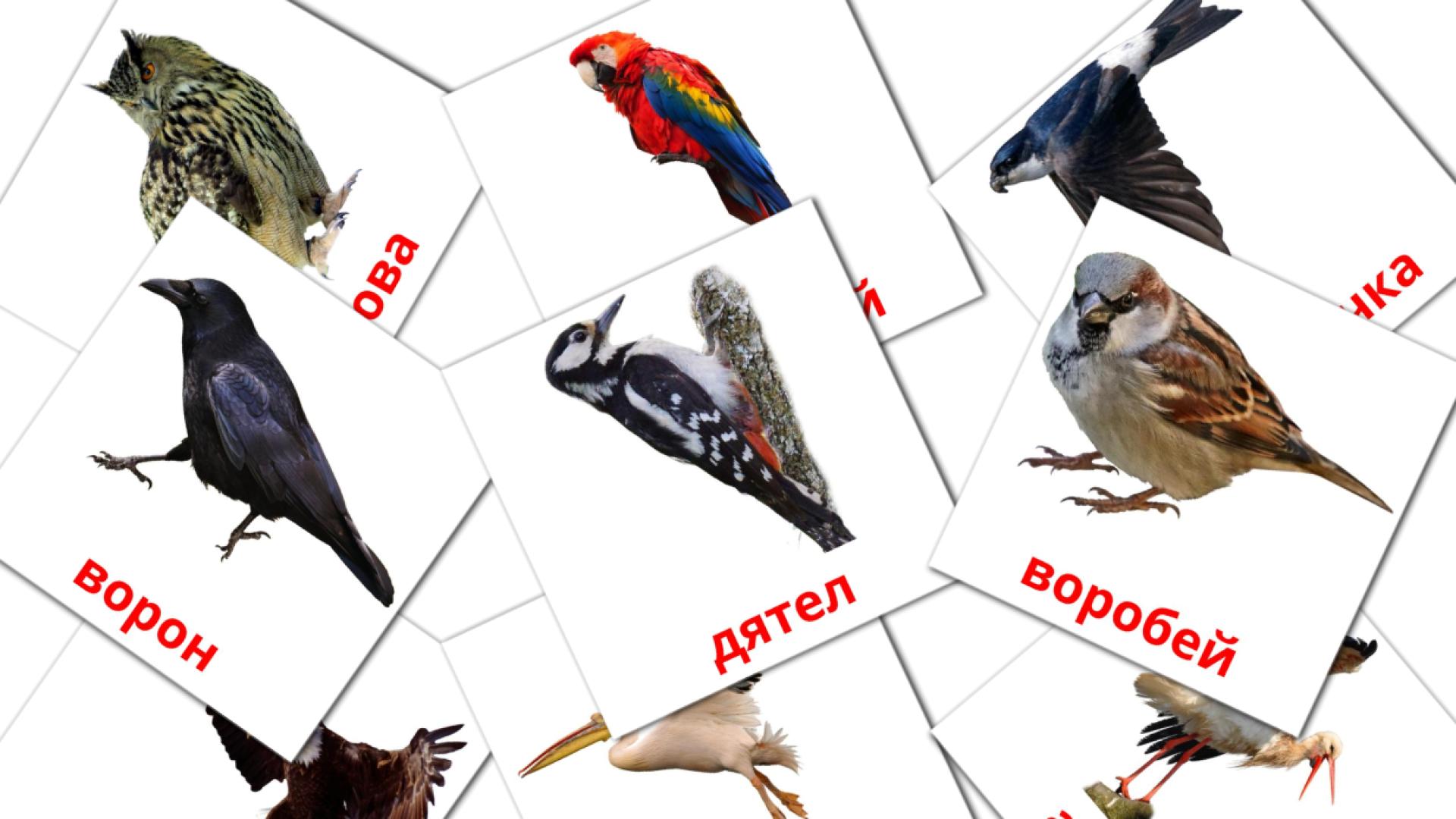 tarjetas didacticas de Дикие птицы
