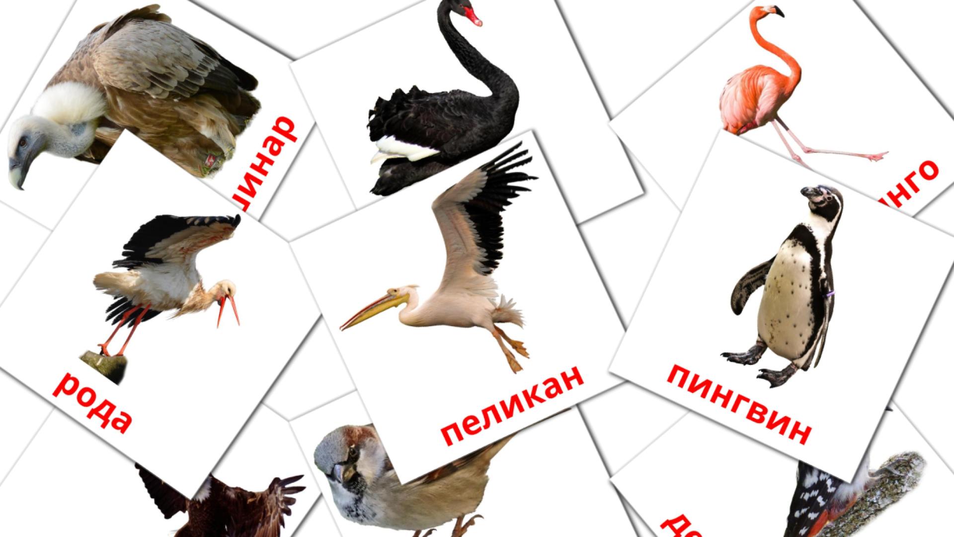 Bildkarten für Дивље птице