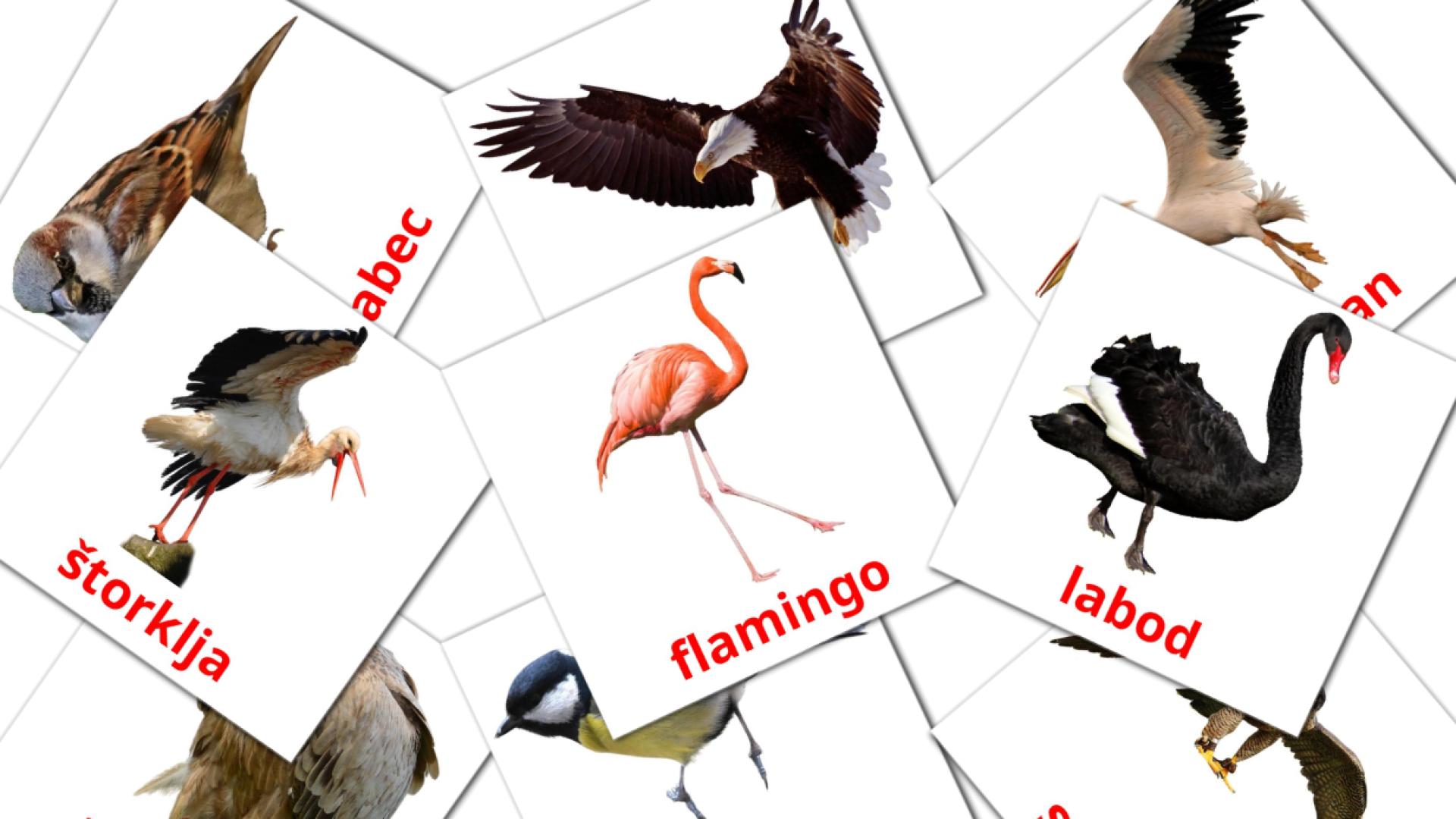 tarjetas didacticas de Divje ptice