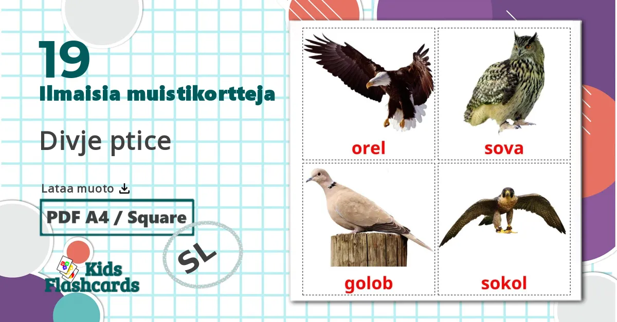 19 Divje ptice lasten kuvakortit