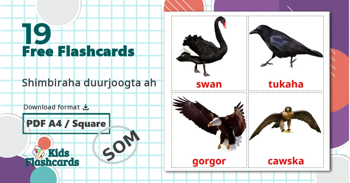 19 Wild birds flashcards
