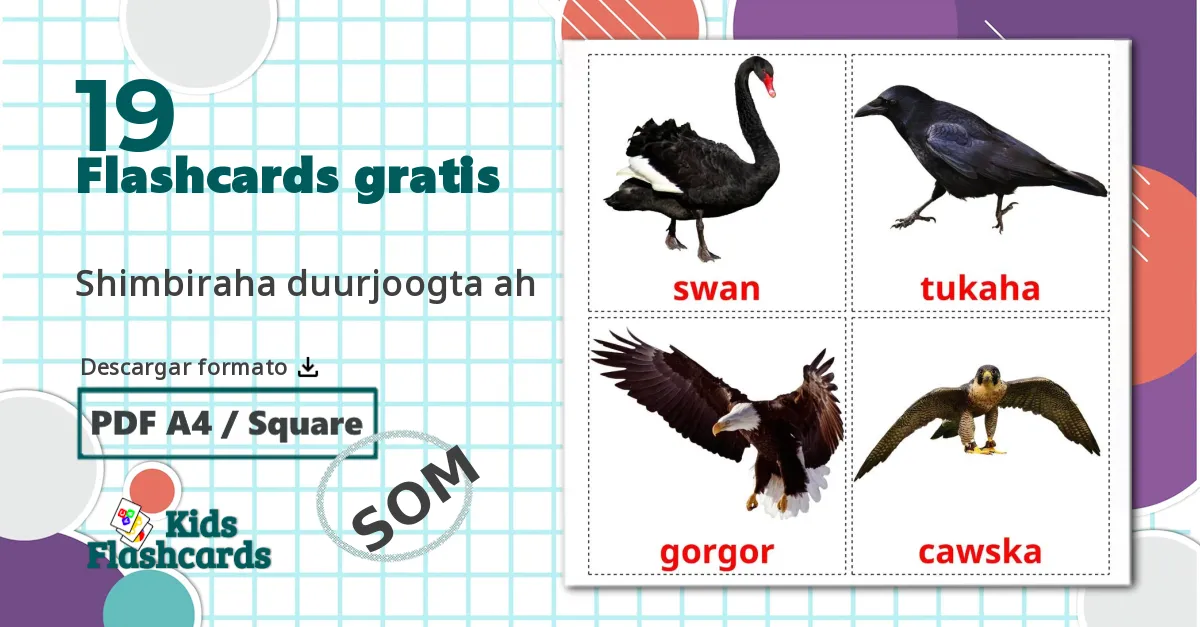 19 tarjetas didacticas de Pájaros salvajes