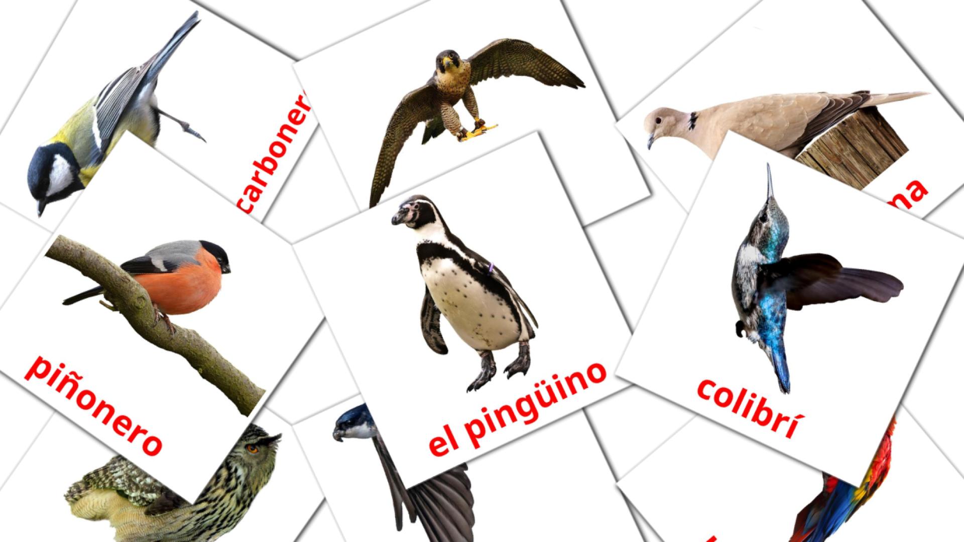 18 Bildkarten für Pájaros salvajes