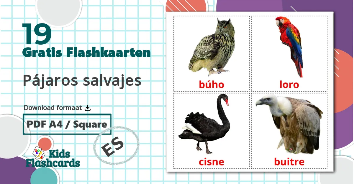 19 Pájaros salvajes flashcards