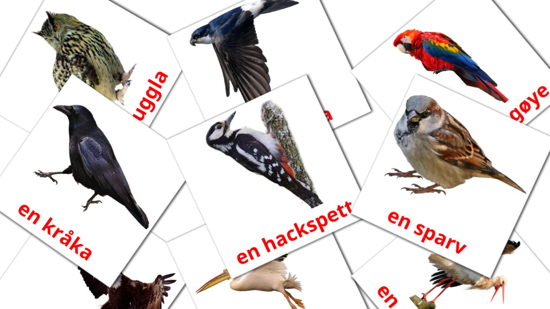 flashcards vilda fåglar