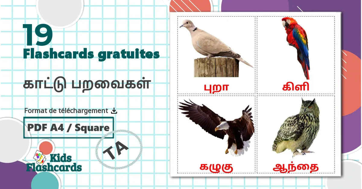 19 Imagiers காட்டு பறவைகள்