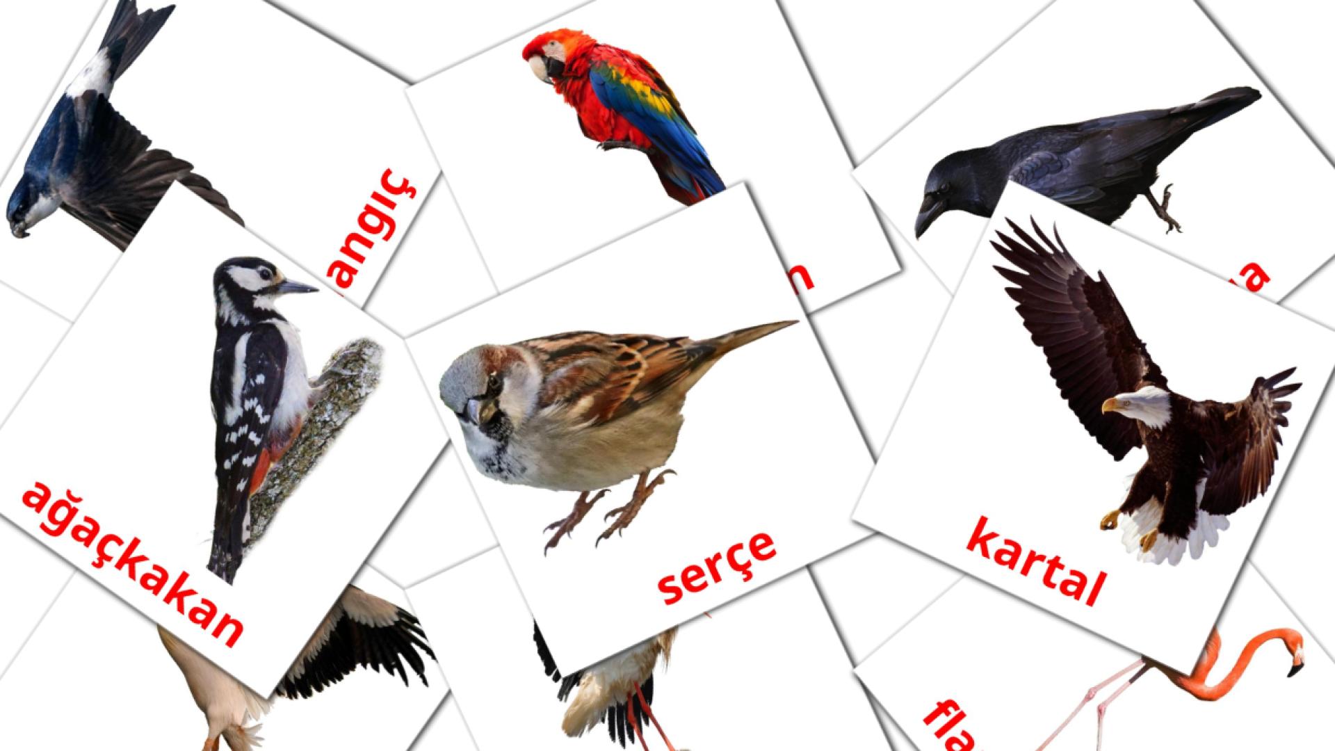 tarjetas didacticas de Vahşi Kuşlar