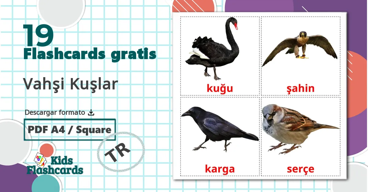 19 tarjetas didacticas de Pájaros salvajes