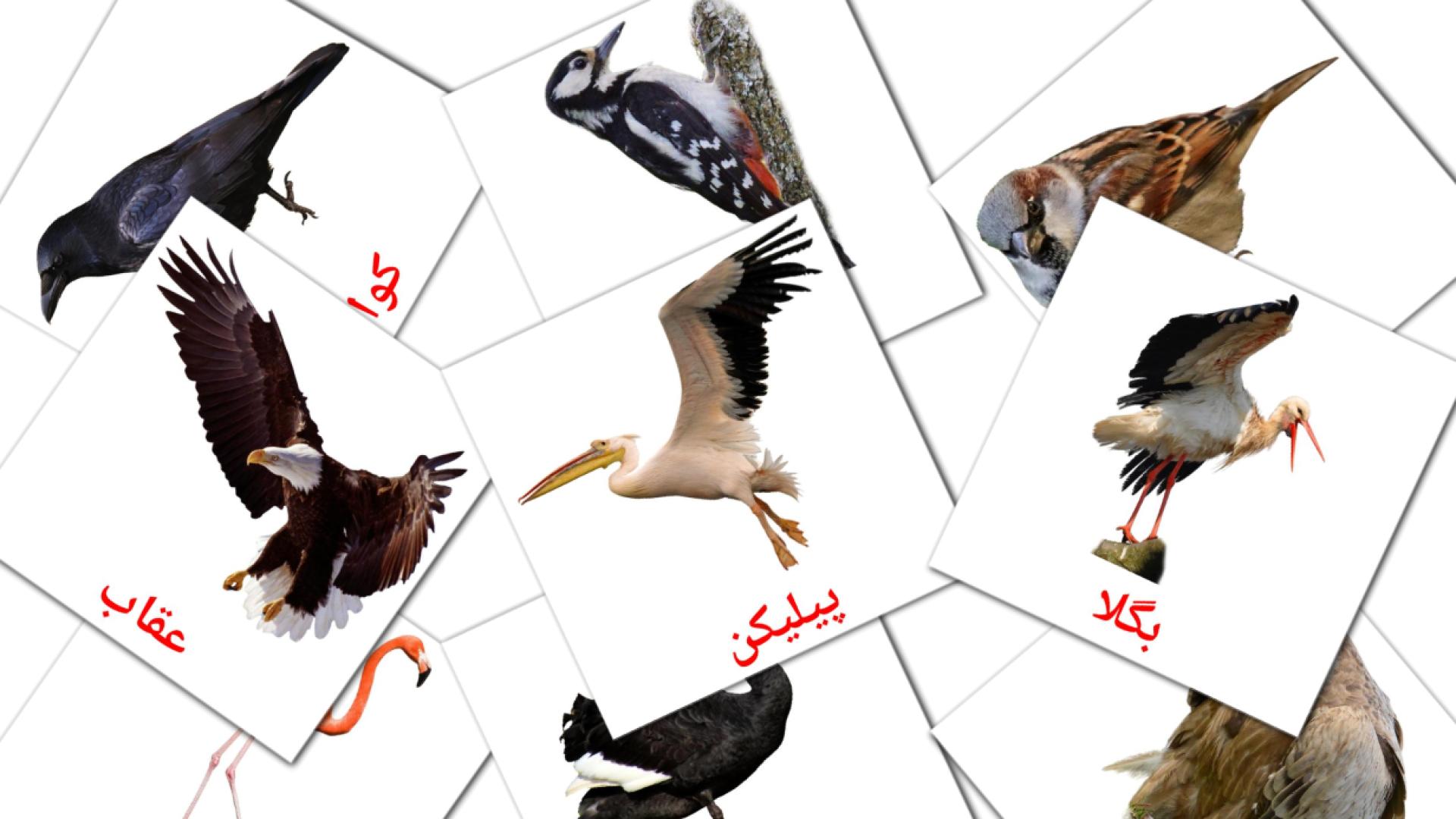 18 tarjetas didacticas de جنگلی پرندے