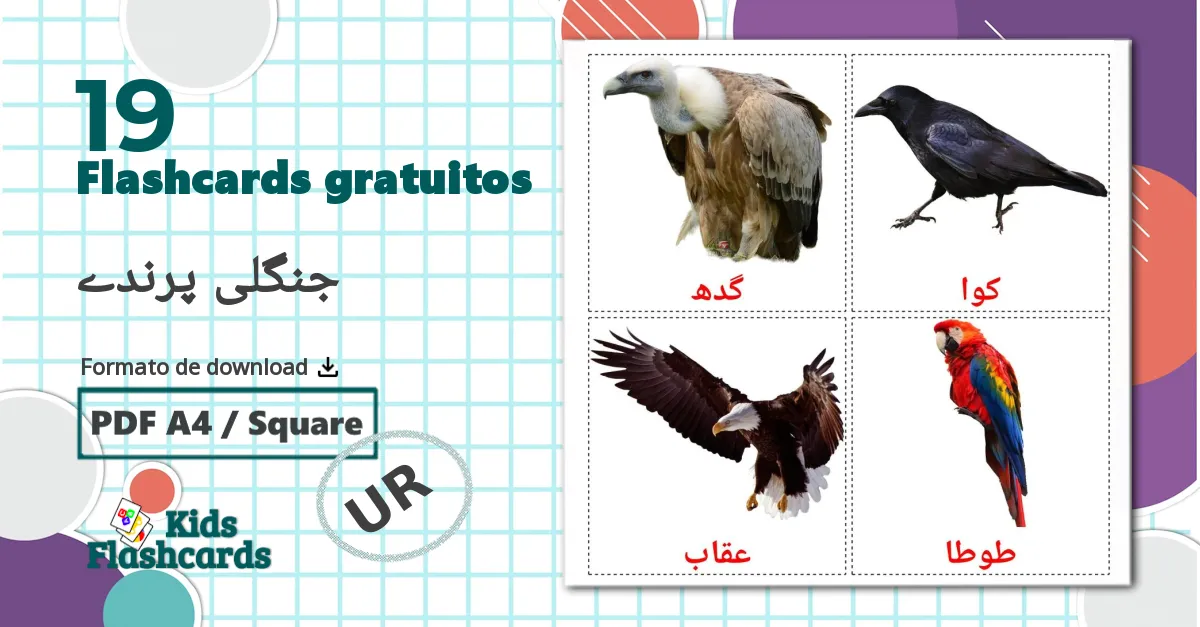 19 Flashcards de جنگلی پرندے