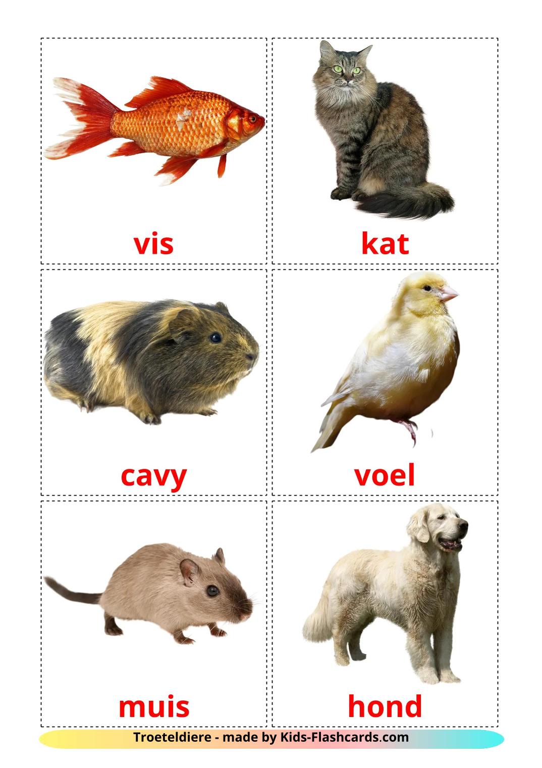 Animali Domestici - 11 flashcards afrikaans stampabili gratuitamente