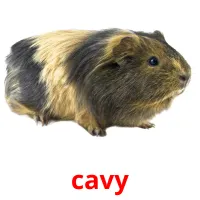 cavy flashcards illustrate