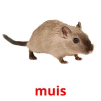 muis flashcards illustrate