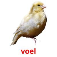 voel picture flashcards