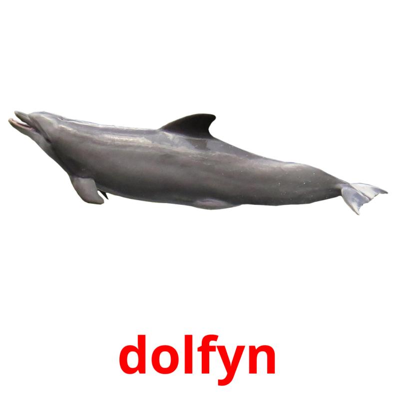 dolfyn picture flashcards