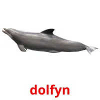 dolfyn ansichtkaarten