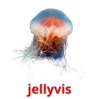 jellyvis ansichtkaarten