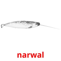 narwal ansichtkaarten