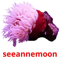 seeannemoon ansichtkaarten