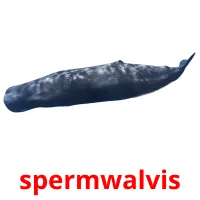 spermwalvis ansichtkaarten