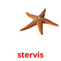 stervis picture flashcards