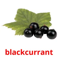 blackcurrant Bildkarteikarten