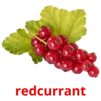 redcurrant Bildkarteikarten