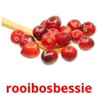 rooibosbessie Bildkarteikarten