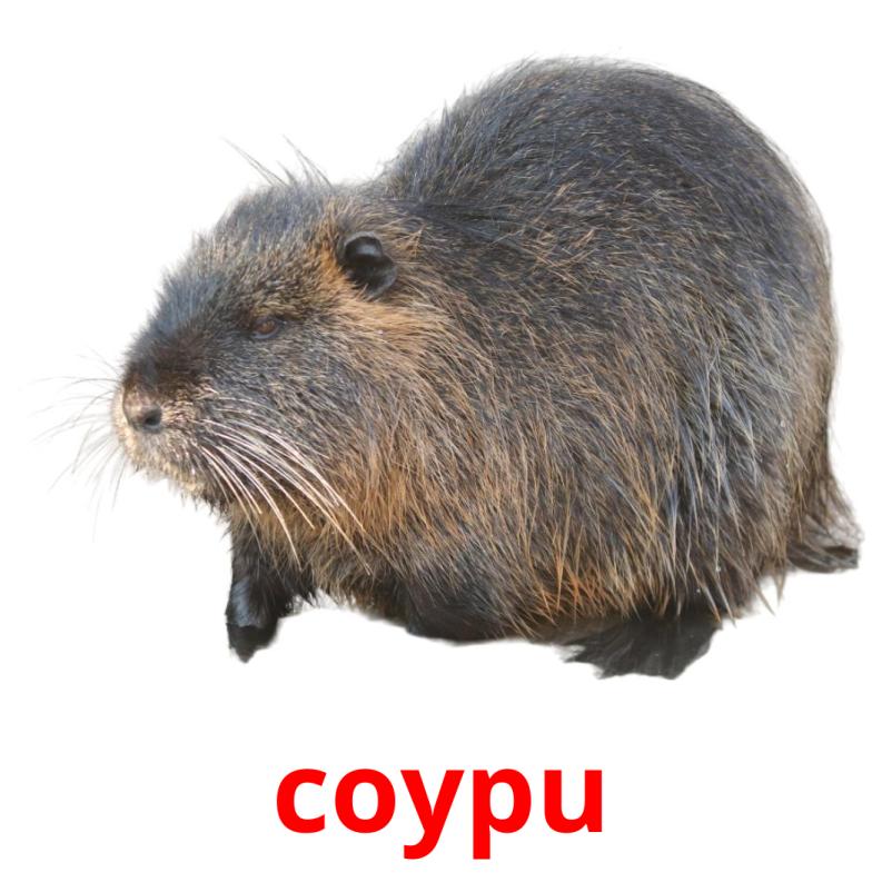 coypu cartões com imagens