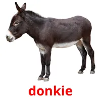 donkie flashcards illustrate