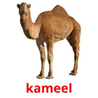 kameel flashcards illustrate