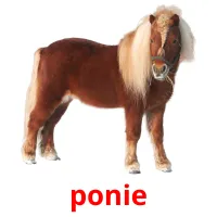 ponie flashcards illustrate