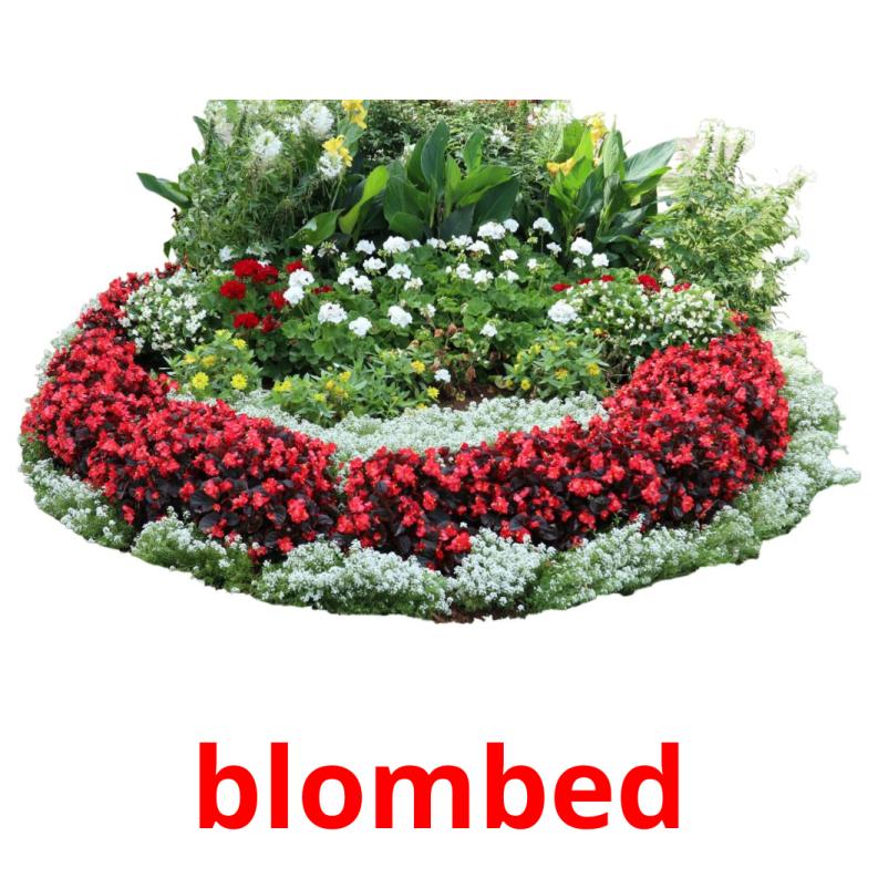 blombed picture flashcards