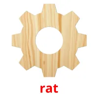 rat picture flashcards