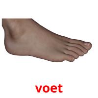 voet picture flashcards