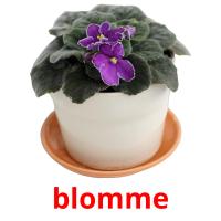 blomme picture flashcards