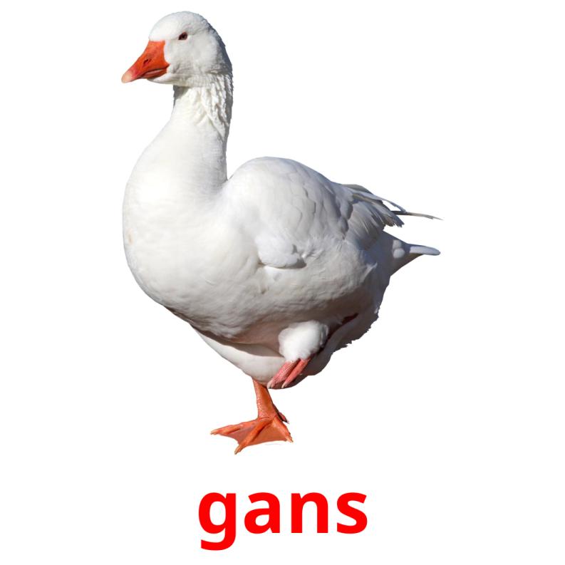 gans picture flashcards