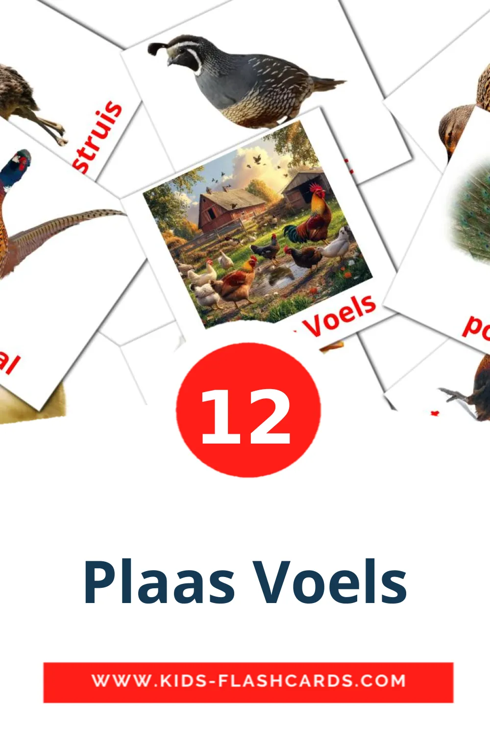 12 tarjetas didacticas de Plaas Voels para el jardín de infancia en afrikáans