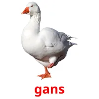 gans Tarjetas didacticas