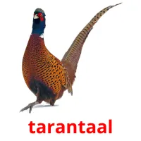 tarantaal Tarjetas didacticas